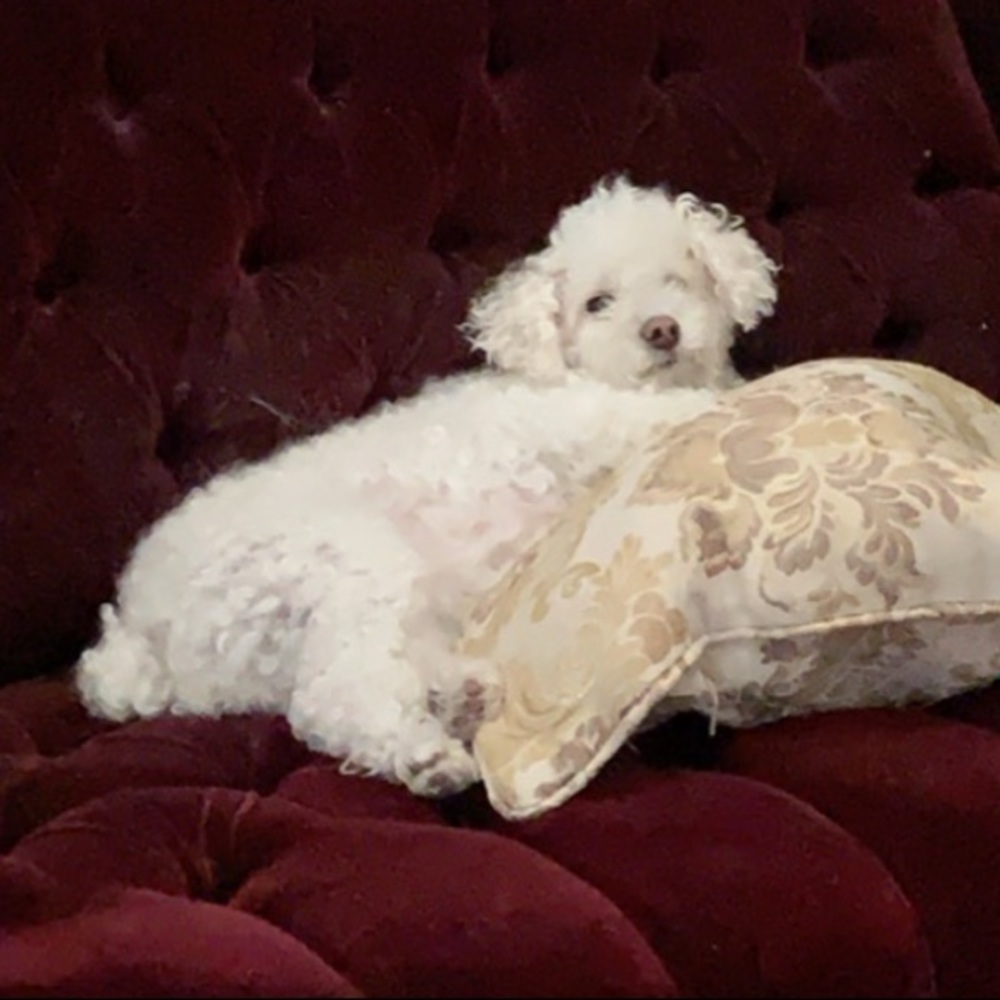 Meet your Posher, Weston